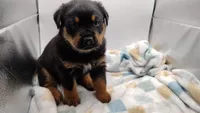 Mr. Blue, a male Rottweiler for sale in Butler, IN – Photo 2 of 9