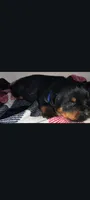 Mr. Blue, a male Rottweiler for sale in Butler, IN – Photo 2 of 5