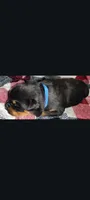 Mr. Blue, a male Rottweiler for sale in Butler, IN – Photo 4 of 5