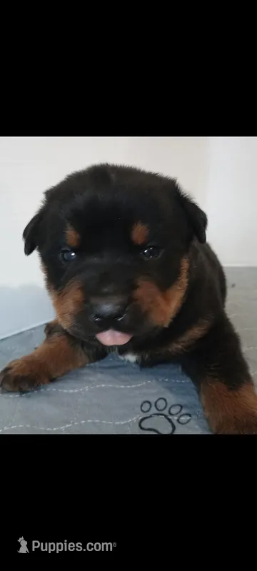 Mr. Blue – Rottweiler puppy for sale in Butler, IN