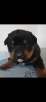 Mr. Blue, a male Rottweiler for sale in Butler, IN – Photo 1 of 5