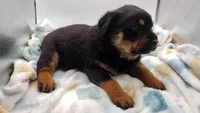 Mr. Blue, a male Rottweiler for sale in Butler, IN – Photo 7 of 9