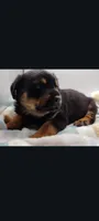 Mr. Blue, a male Rottweiler for sale in Butler, IN – Photo 5 of 9
