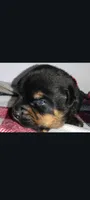 Mr. Red, a male Rottweiler for sale in Butler, IN – Photo 6 of 7