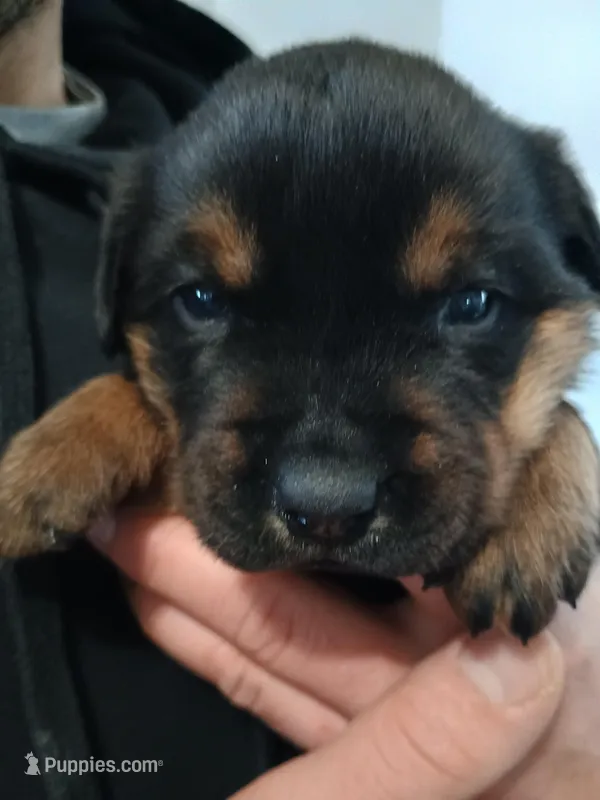 Mr. Red – Rottweiler puppy for sale in Butler, IN