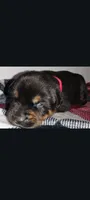 Mr. Red, a male Rottweiler for sale in Butler, IN – Photo 4 of 7