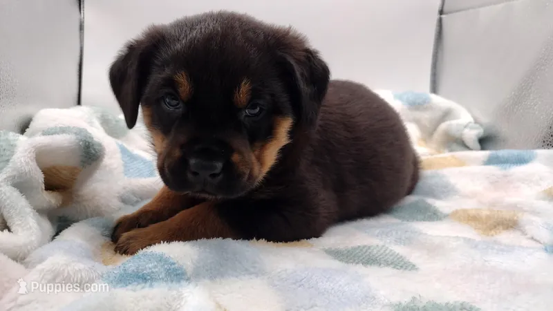 Mr. Red – Rottweiler puppy for sale in Butler, IN