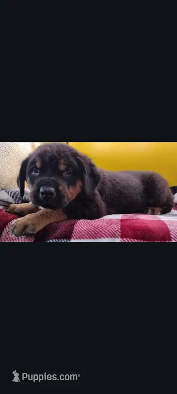 Mr. Red – Rottweiler puppy for sale in Butler, IN