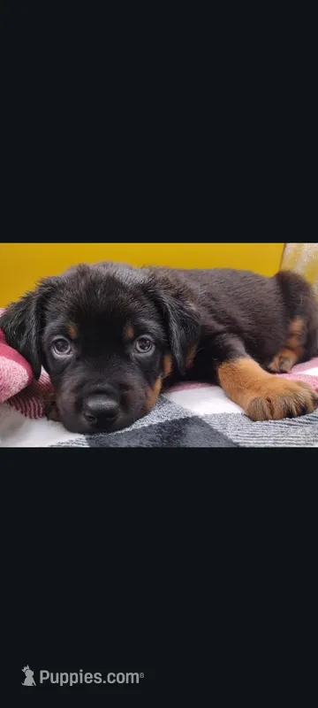 Mr. Red – Rottweiler puppy for sale in Butler, IN