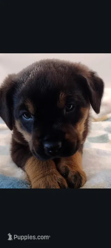 Mr. Red – Rottweiler puppy for sale in Butler, IN