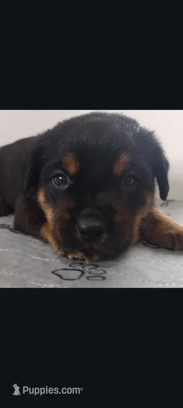 Mr. Red – Rottweiler puppy for sale in Butler, IN