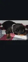 Mr. Grey, a male Rottweiler for sale in Butler, IN – Photo 5 of 5