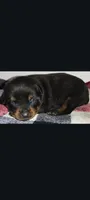 Mr. Grey, a male Rottweiler for sale in Butler, IN – Photo 3 of 5