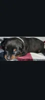 Mr. Grey, a male Rottweiler for sale in Butler, IN – Photo 2 of 5
