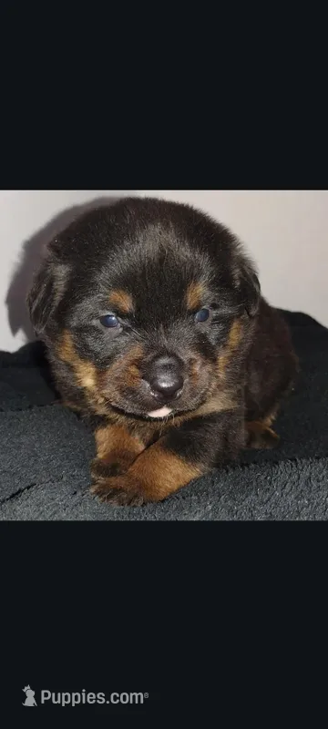 Mr. Grey – Rottweiler puppy on hold in Butler, IN