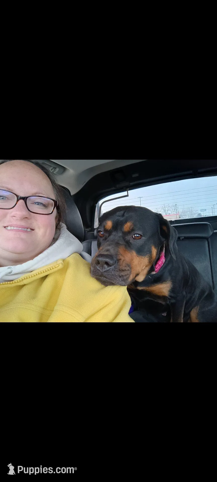 Ms. Plum, a male Rottweiler for sale in Butler, IN – Photo 7 of 8