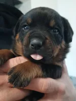 Mr. Orange, a male Rottweiler for sale in Butler, IN – Photo 1 of 7