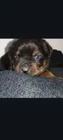 Mr. Orange, a male Rottweiler for sale in Butler, IN – Photo 2 of 7