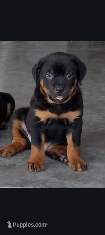 Mr. Orange – Rottweiler puppy for sale in Butler, IN