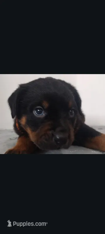 Mr. Orange – Rottweiler puppy for sale in Butler, IN