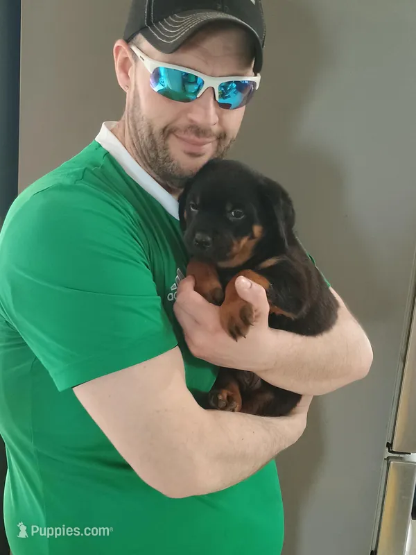 Mr. Orange – Rottweiler puppy for sale in Butler, IN