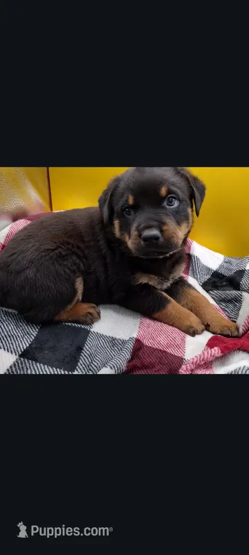 Mr. Orange – Rottweiler puppy for sale in Butler, IN