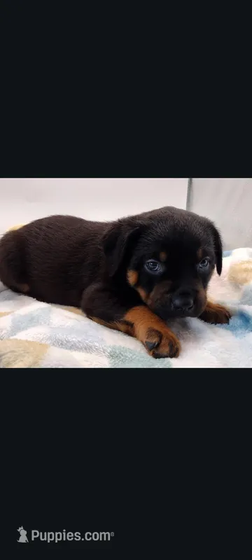 Mr. Orange – Rottweiler puppy for sale in Butler, IN