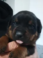 Mr. Orange, a male Rottweiler for sale in Butler, IN – Photo 7 of 7