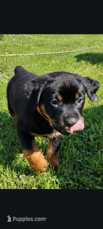 Mr. Orange – Rottweiler puppy for sale in Butler, IN