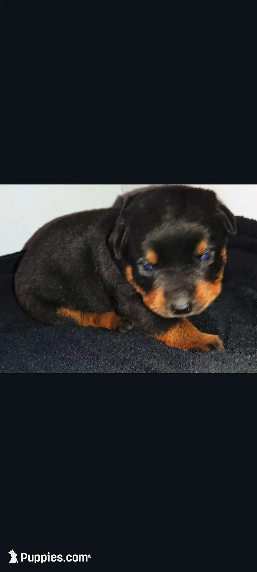 Mr. White, a male Rottweiler for sale in Butler, IN – Photo 2 of 5