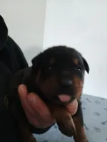 Mr. White, a male Rottweiler for sale in Butler, IN – Photo 4 of 5