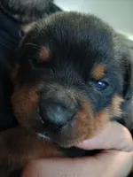 Mr. White, a male Rottweiler for sale in Butler, IN – Photo 5 of 5