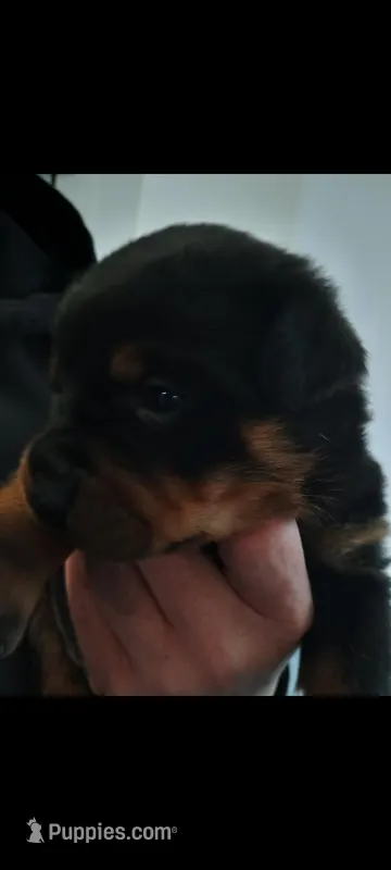 Mr. White – Rottweiler puppy on hold in Butler, IN