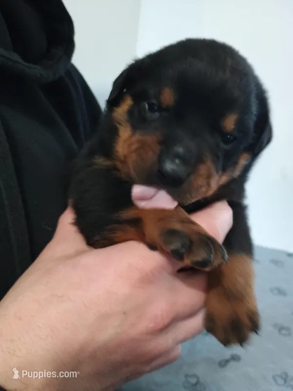 Mr. White – Rottweiler puppy for sale in Butler, IN