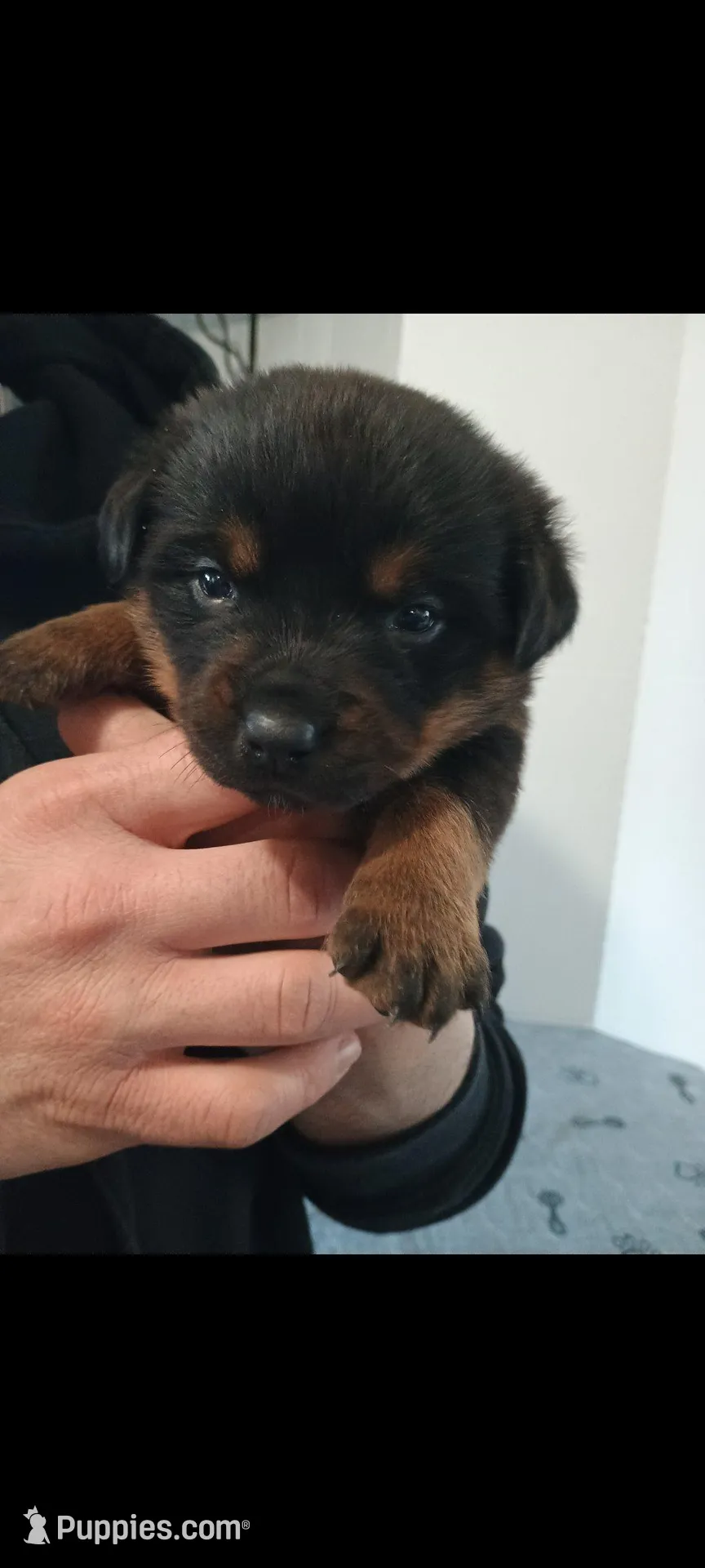 Ms. Purple, a male Rottweiler for sale in Butler, IN – Photo 6 of 10