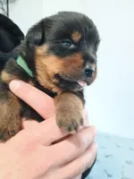 Mr. Dark Green, a male Rottweiler for sale in Butler, IN – Photo 6 of 7