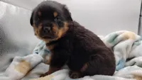 Mr. Dark Green, a male Rottweiler for sale in Butler, IN – Photo 5 of 10