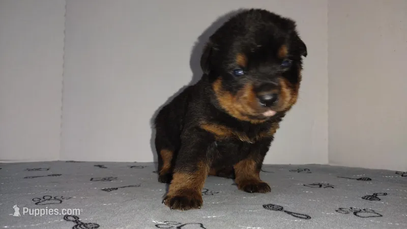 Mr. Dark Green – Rottweiler puppy for sale in Butler, IN