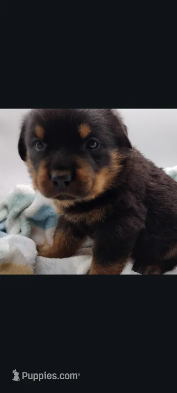 Mr. Dark Green – Rottweiler puppy for sale in Butler, IN