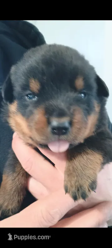 Mr. Dark Green – Rottweiler puppy for sale in Butler, IN