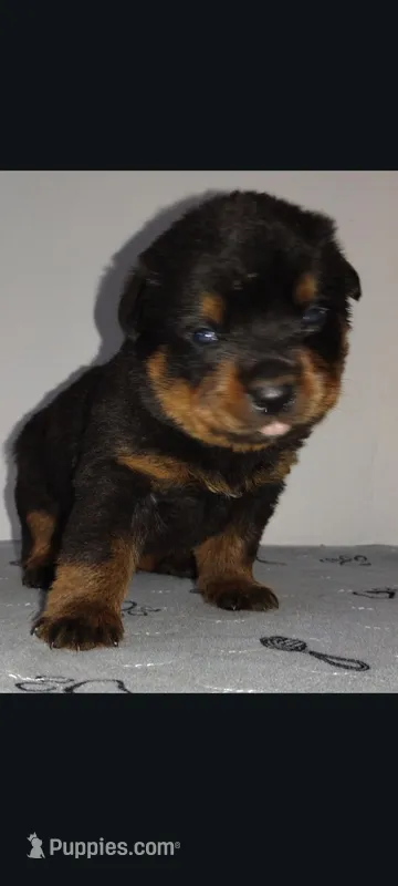 Mr. Dark Green – Rottweiler puppy for sale in Butler, IN