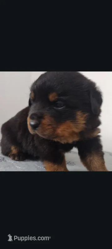 Mr. Dark Green – Rottweiler puppy for sale in Butler, IN