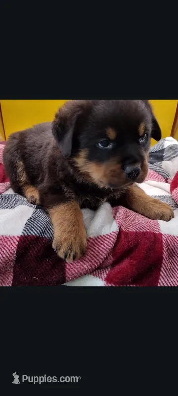Mr. Dark Green – Rottweiler puppy on hold in Butler, IN