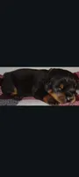 Mr. Dark Green, a male Rottweiler for sale in Butler, IN – Photo 2 of 7