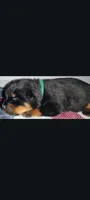 Mr. Dark Green, a male Rottweiler for sale in Butler, IN – Photo 4 of 7
