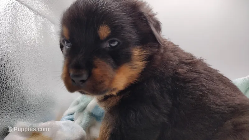 Mr. Dark Green – Rottweiler puppy for sale in Butler, IN