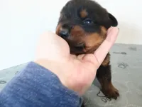 Mr. Dark Green, a male Rottweiler for sale in Butler, IN – Photo 7 of 7
