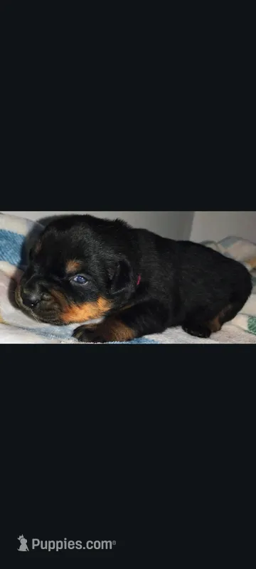 Ms. Plum – Rottweiler puppy on hold in Butler, IN