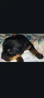 Ms. Plum, a male Rottweiler for sale in Butler, IN – Photo 2 of 8