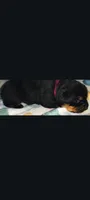 Ms. Plum, a male Rottweiler for sale in Butler, IN – Photo 4 of 8